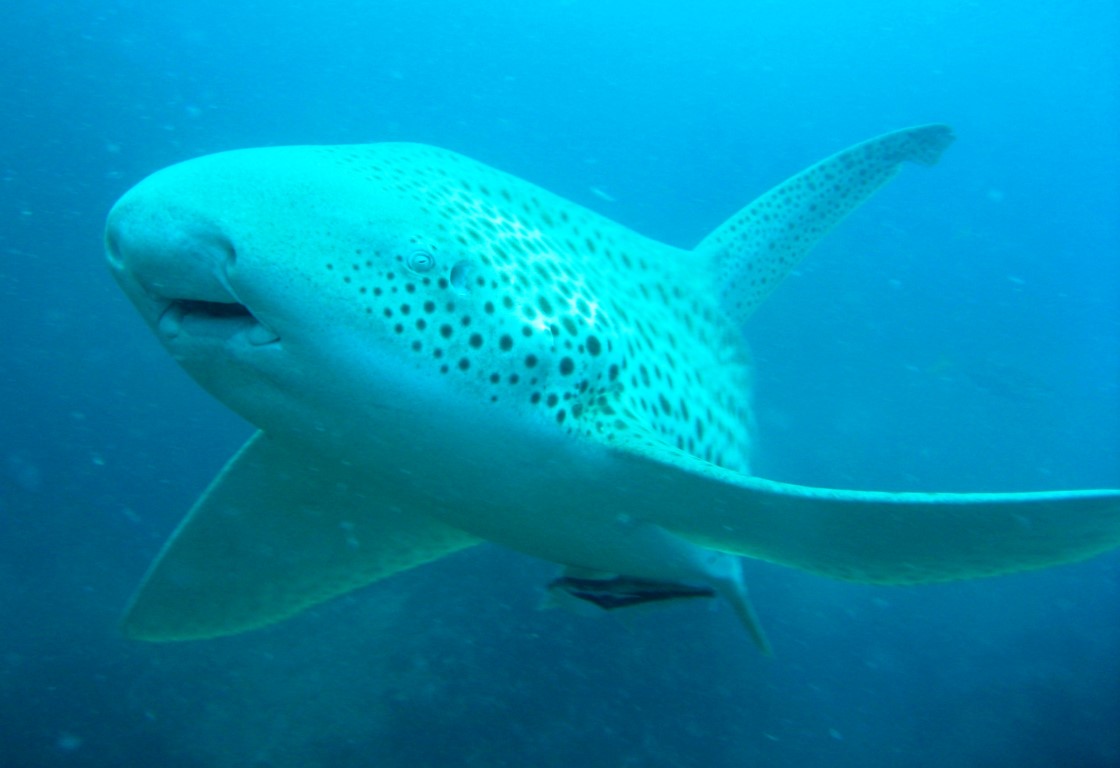 Leopard shark Image Adrian Fields