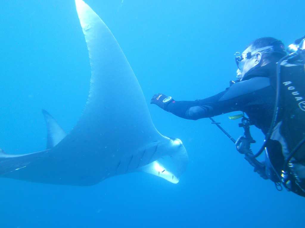 Manta ray season is here