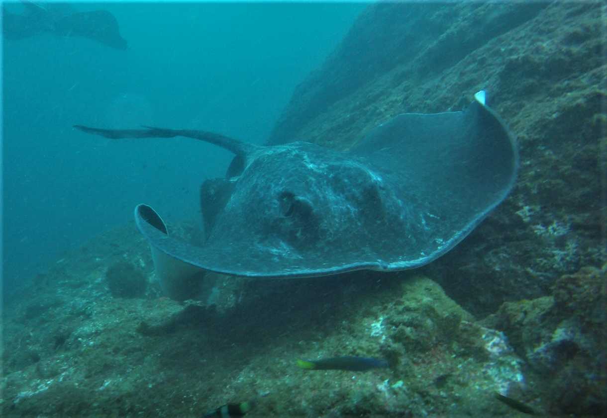 Bull Ray