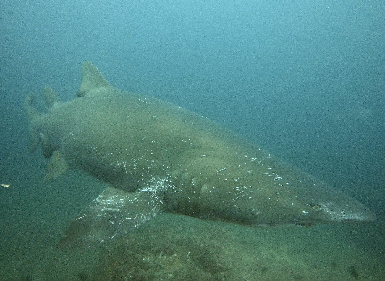 Mating scars on the one of the Grey Nurse Sharks at Wolf Rock. 