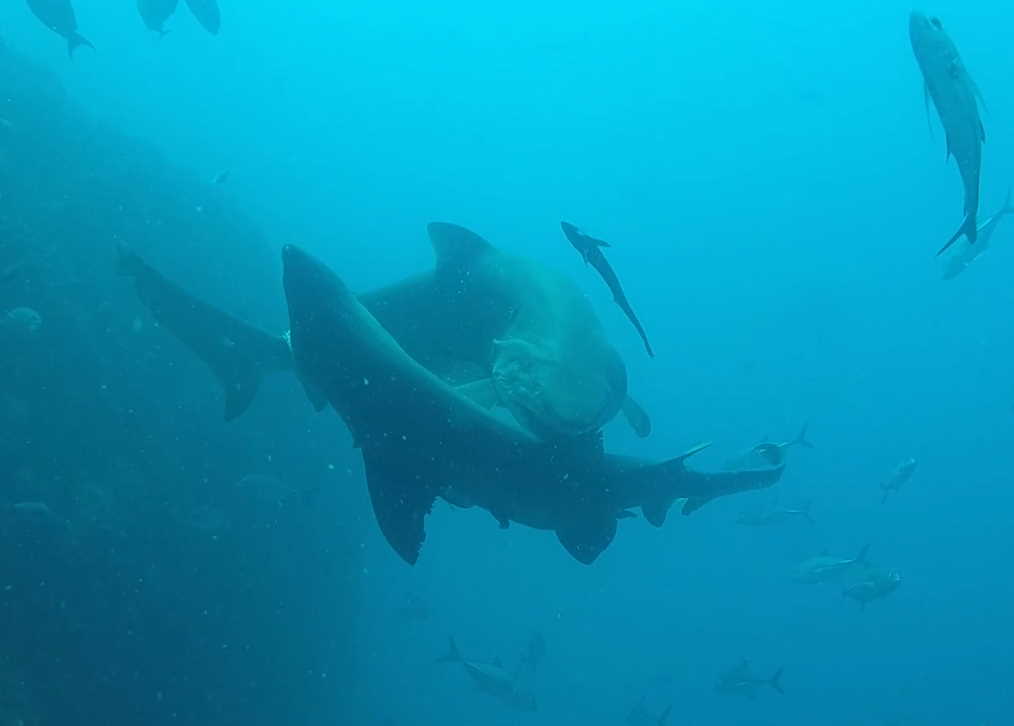 The Grey Nurse Sharks were caught on camera by Wolf Rock Dive beginning their mating courtship 