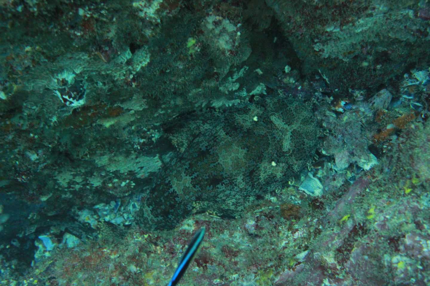 Spot the wobbegong!