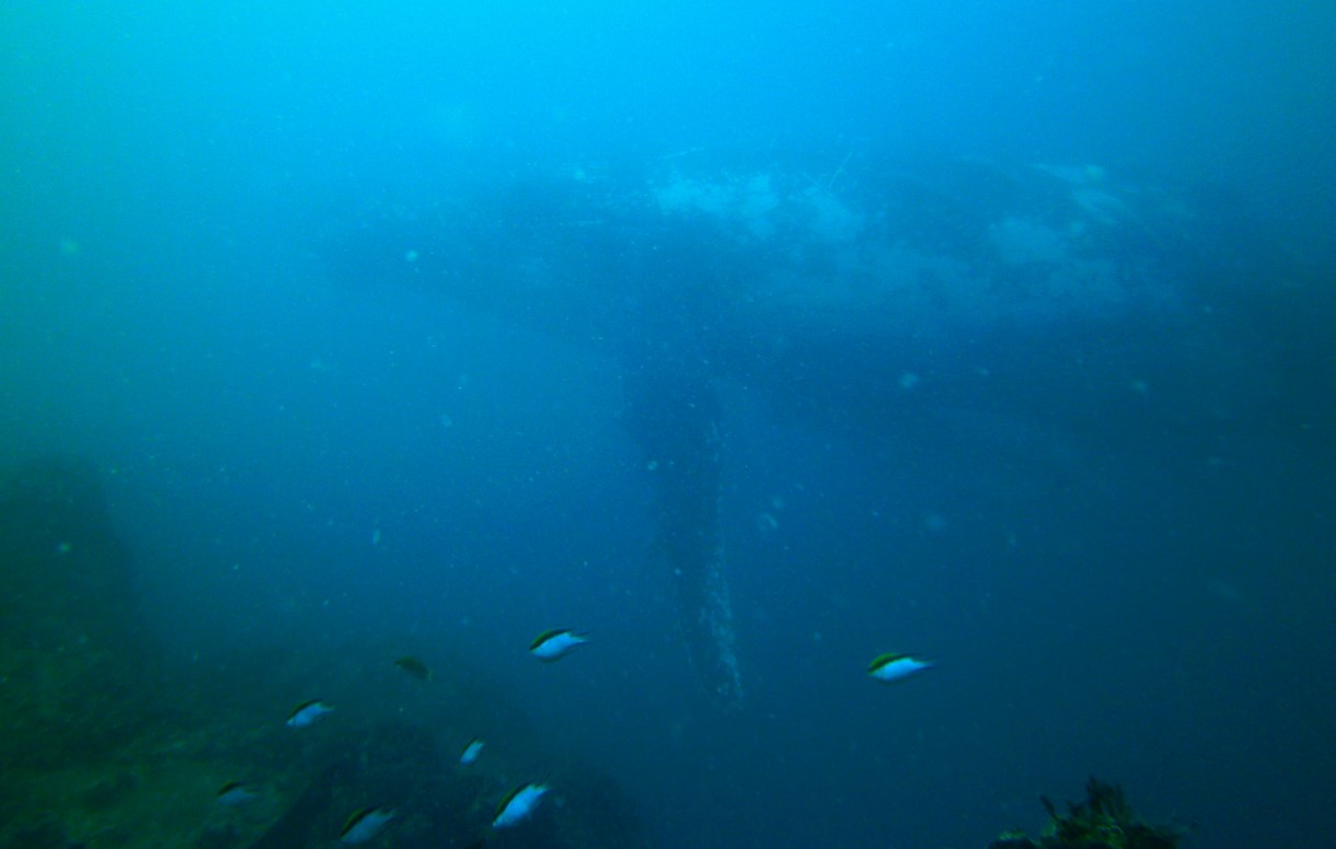 Whales, whales and more whales!