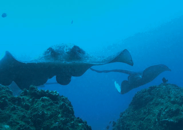Wolf Rock Dive Report