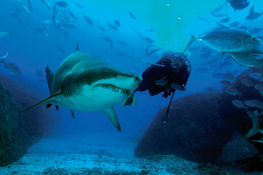 Wolf Rock Dive Report Shark Dive