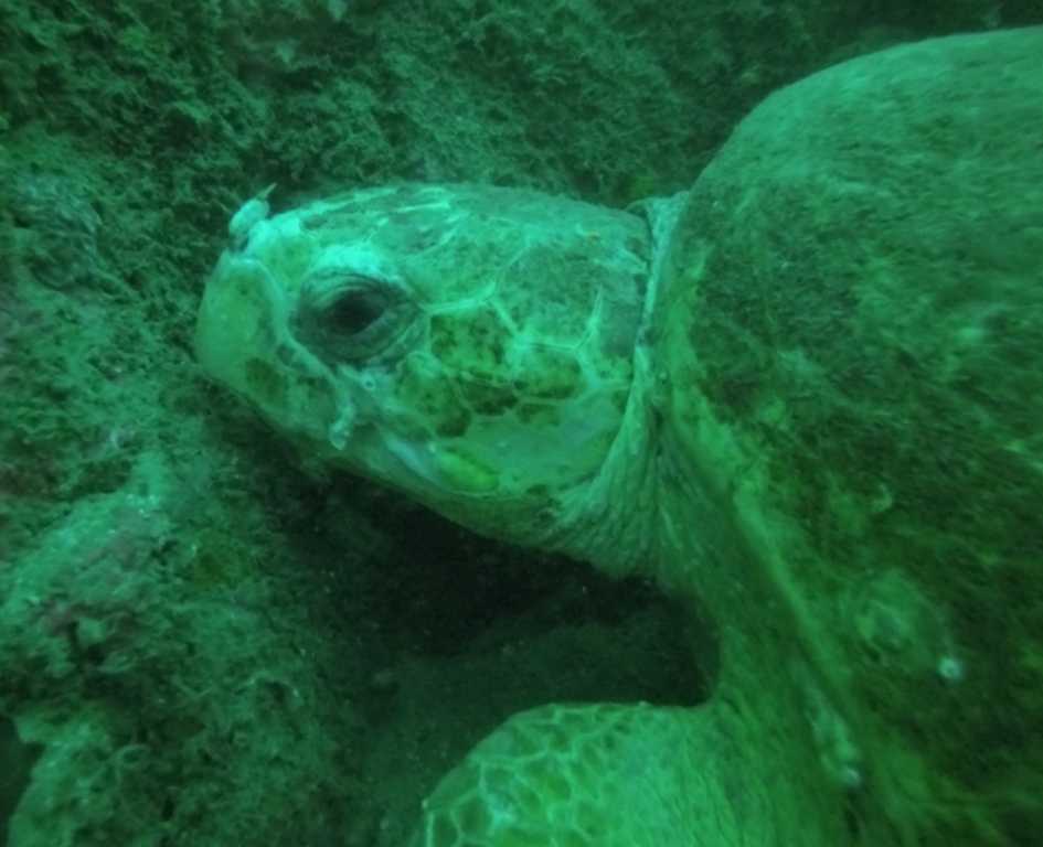 Wolf Rock Dive - 'Lily' the loggerhead turtle