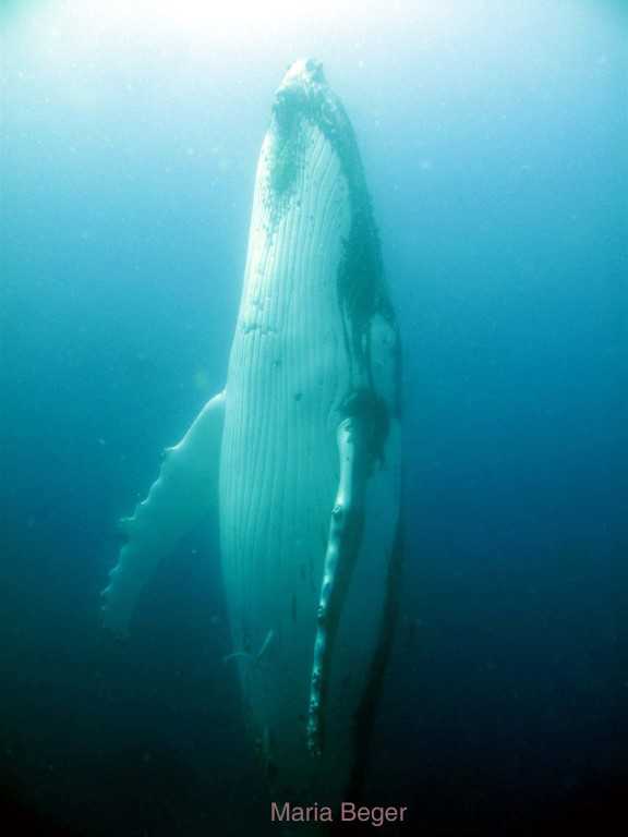 wolf rock dive - whale upright
