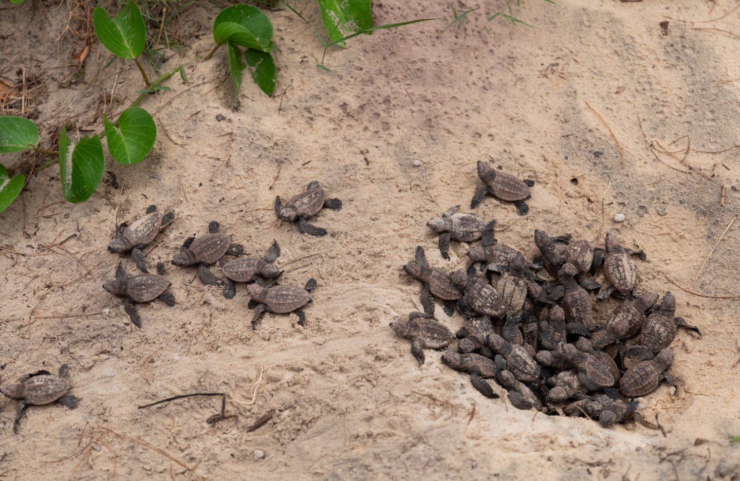 World Sea Turtle Day - On their way to freedom, the little turtles make their way to the sea. Photo: Rainbow Beach Wedding Photography