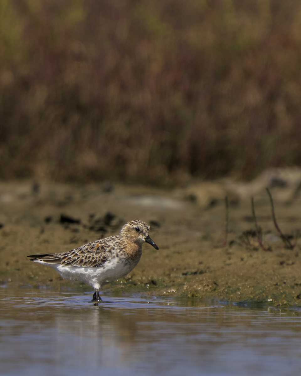 Help protect and restore our vital local wetlands so migratory birds like this red-necked stint can continue to visit. Photo by Scott Humphris