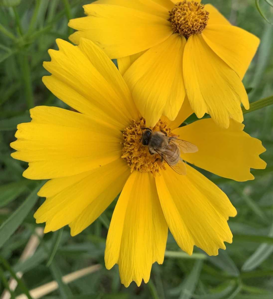 Follow the yellow flower road
