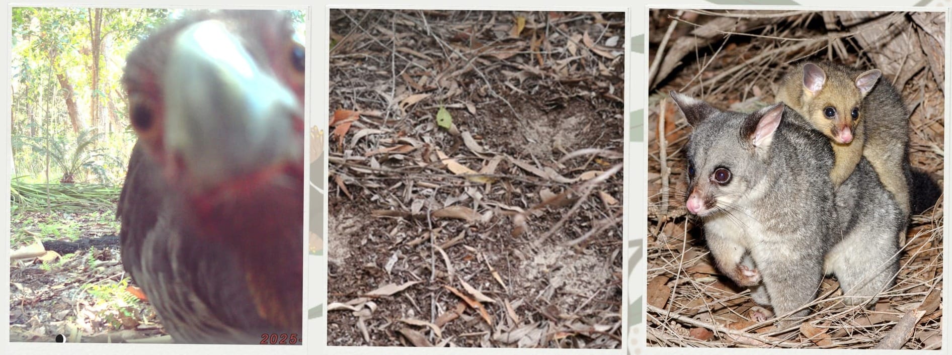 Turn Your Backyard Into A Wildlife Survey Site
