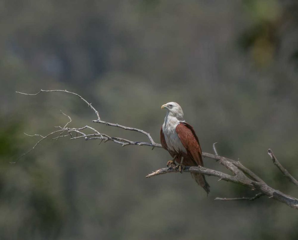 Bird of the month - Brahminy Kite post image