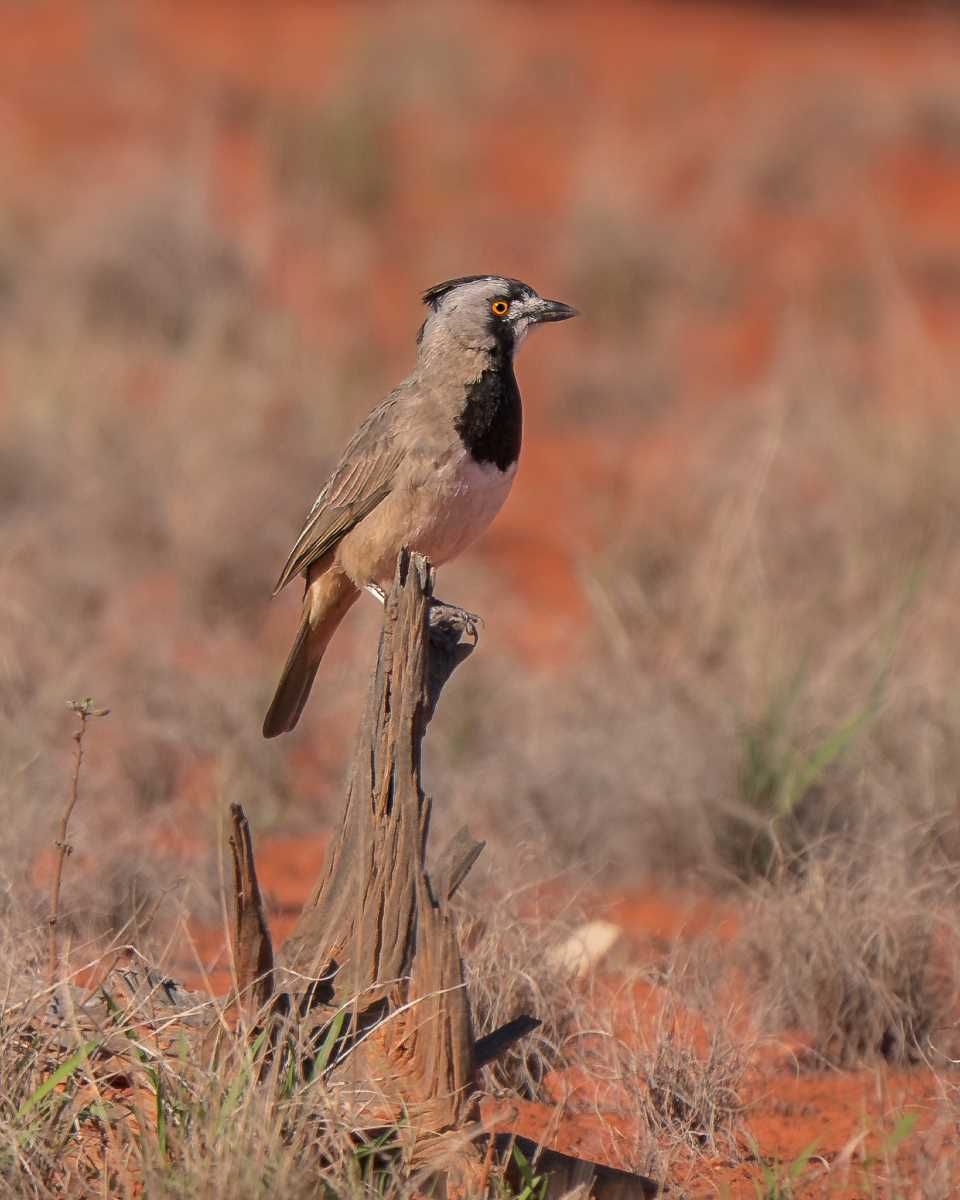 Bird of the Month - Crested Bellbird post image