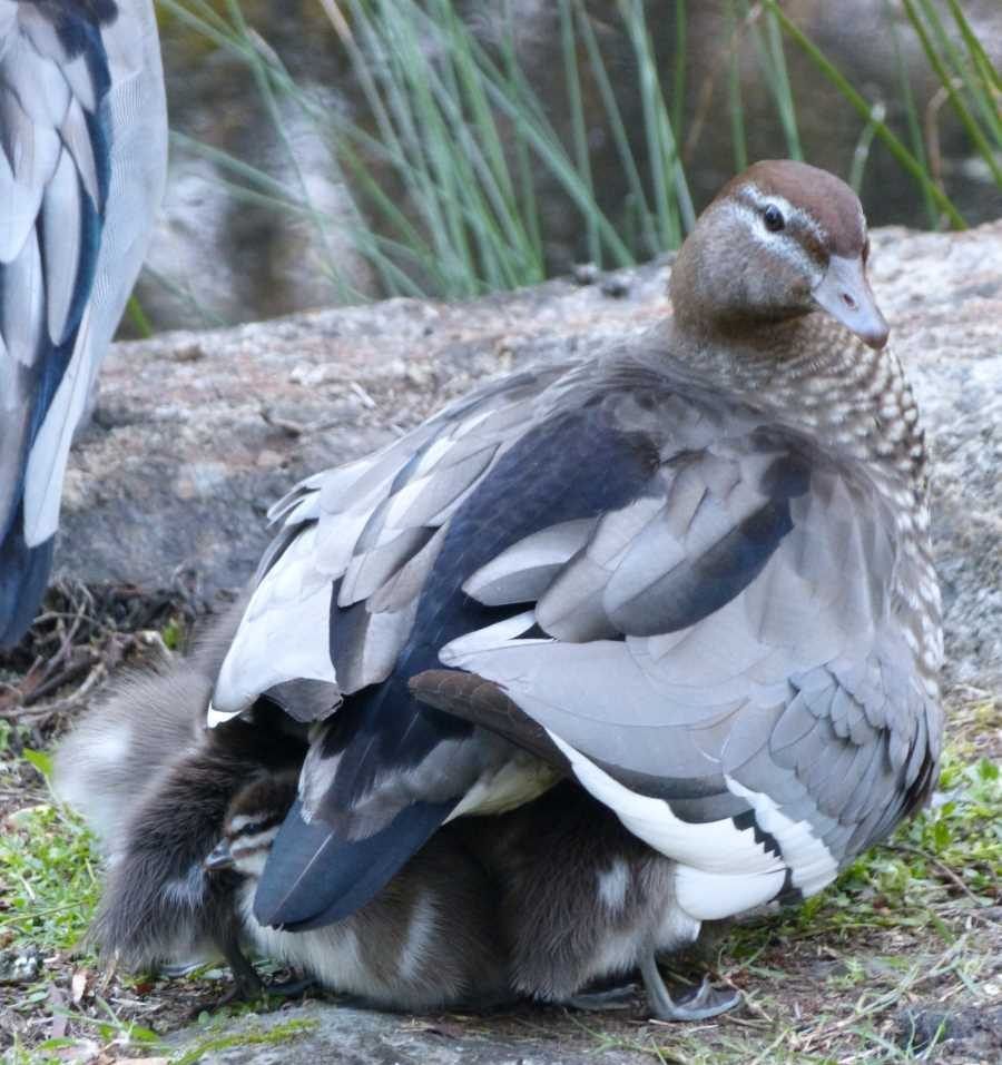 Bird of the month - Australian Wood Duck post image