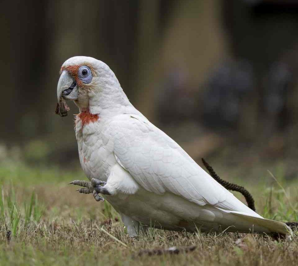 Bird of the month - Long-Billed Corella post image