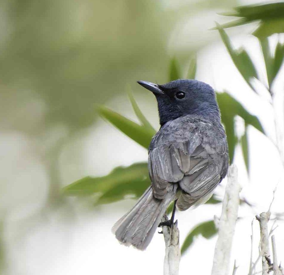 Bird of the month - Leaden Flycatcher post image