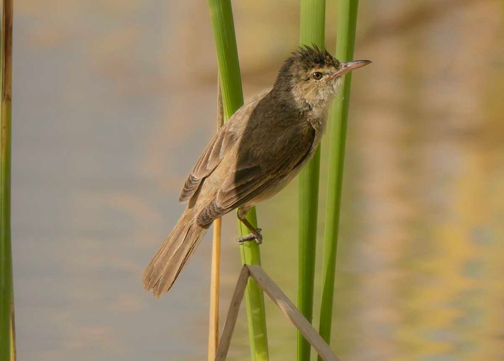 Bird of the month - Australian reed warbler post image