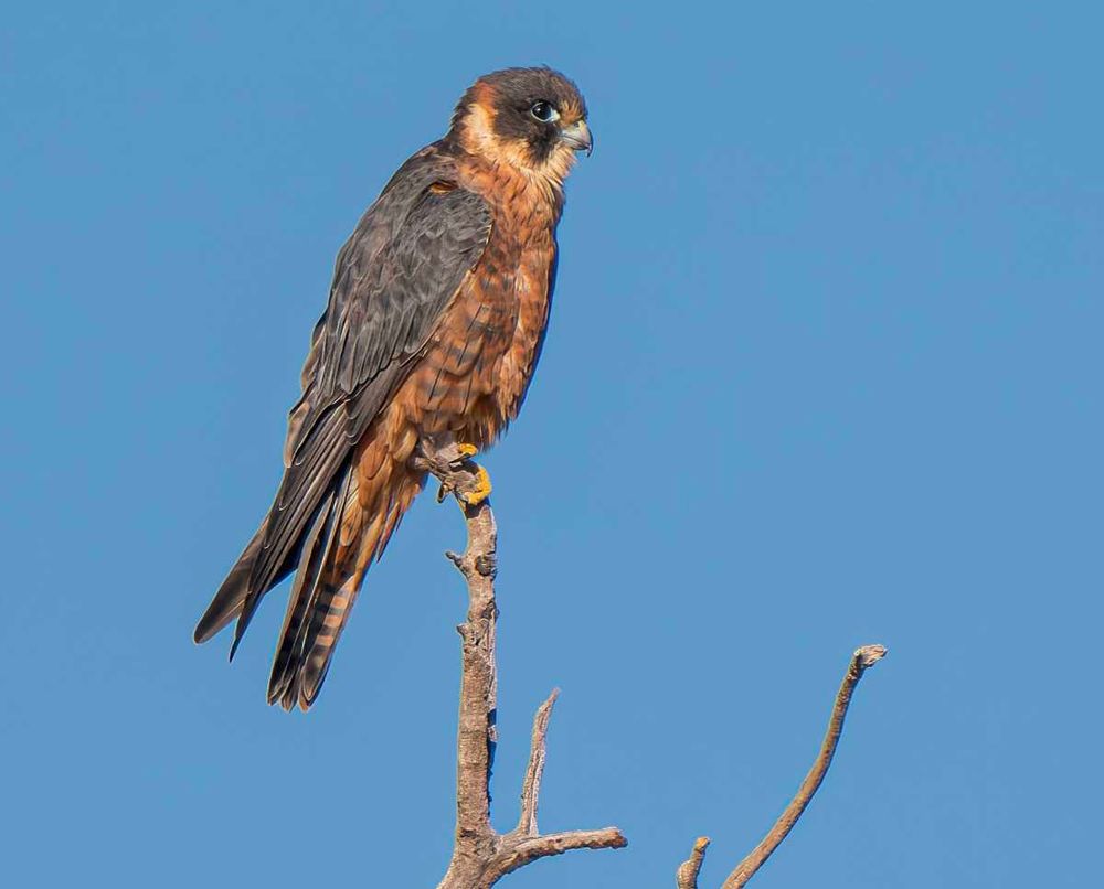Bird of the Month - Australian hobby post image