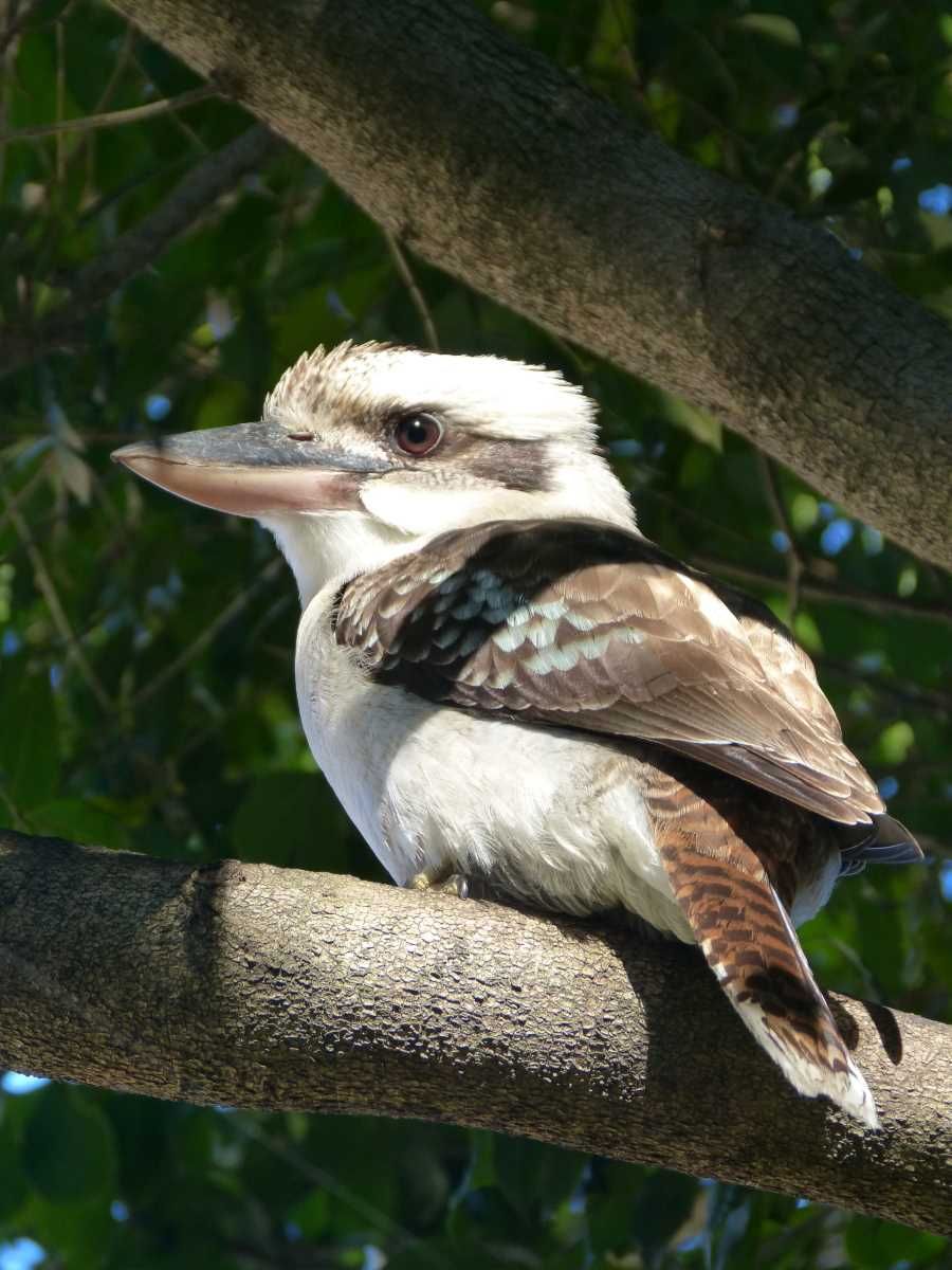 Bird of the month - November - Kookaburra post image