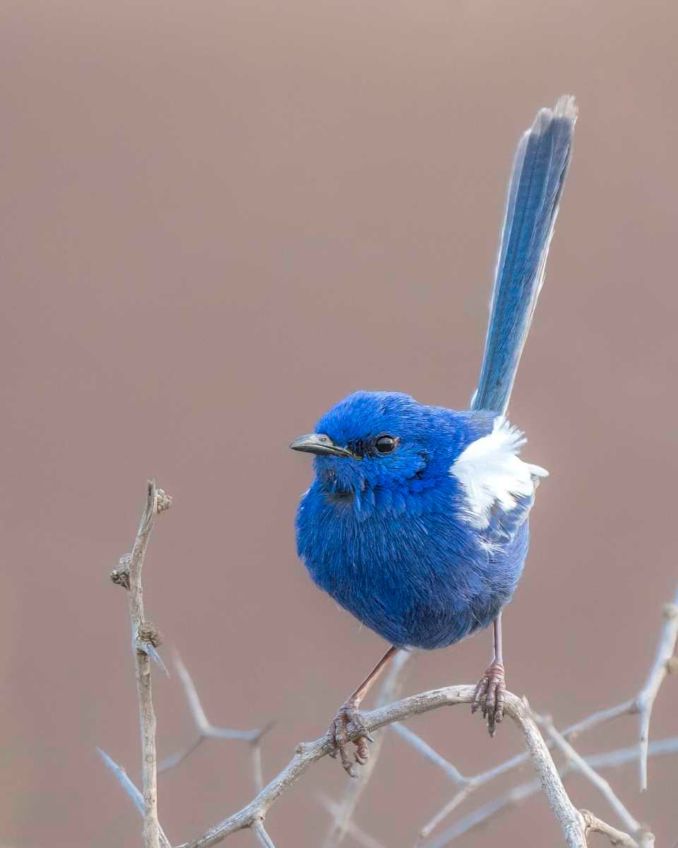 Bird of the month - White-Winged Fairywren post image