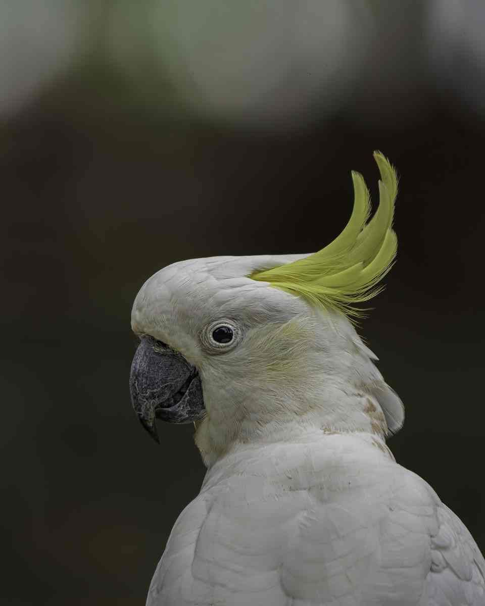Bird of the month - Sulphur-crested cockatoo post image