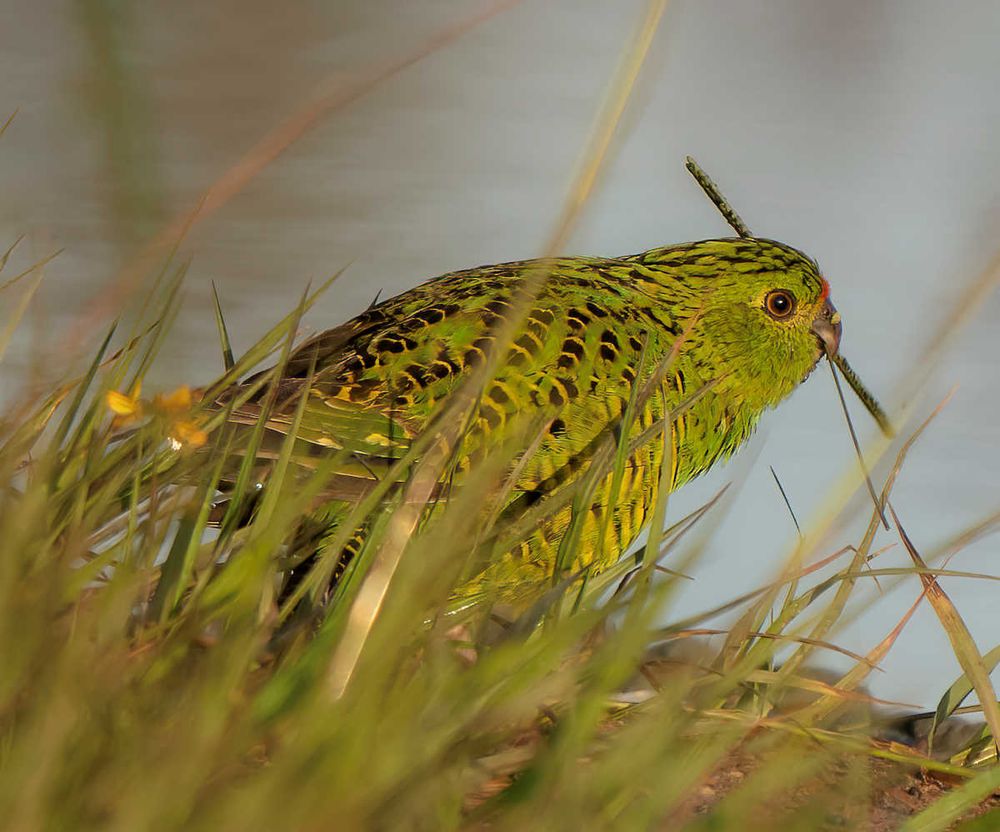 Bird of the month - Eastern Ground Parrot post image