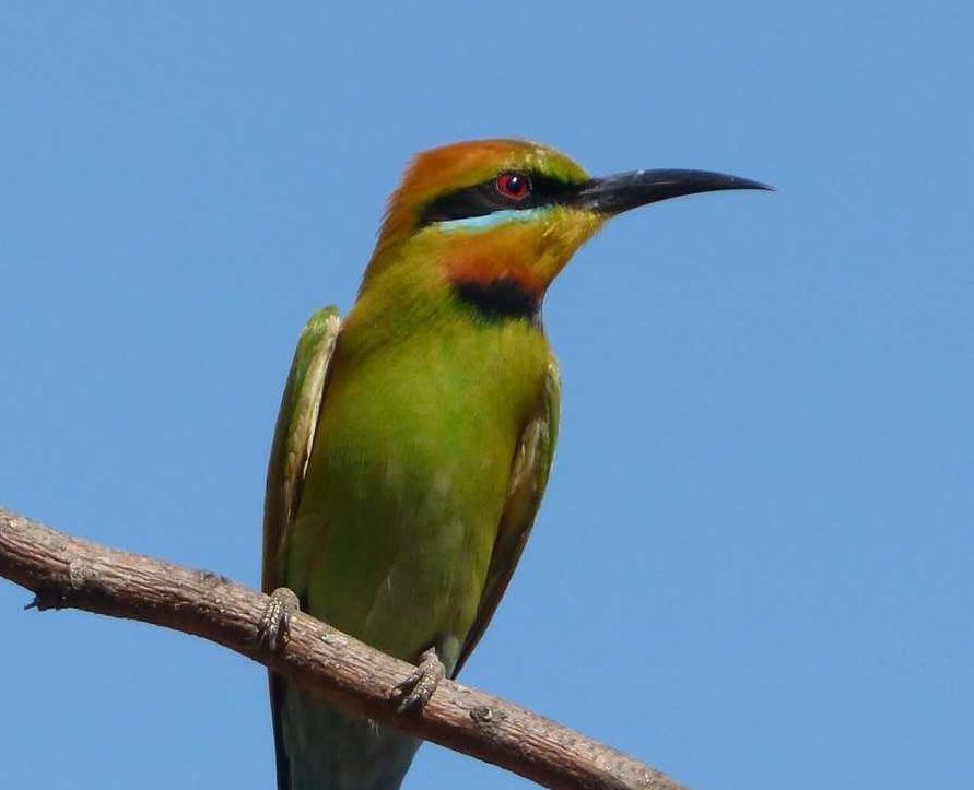 Bird of the month - Rainbow Bee-Eater post image