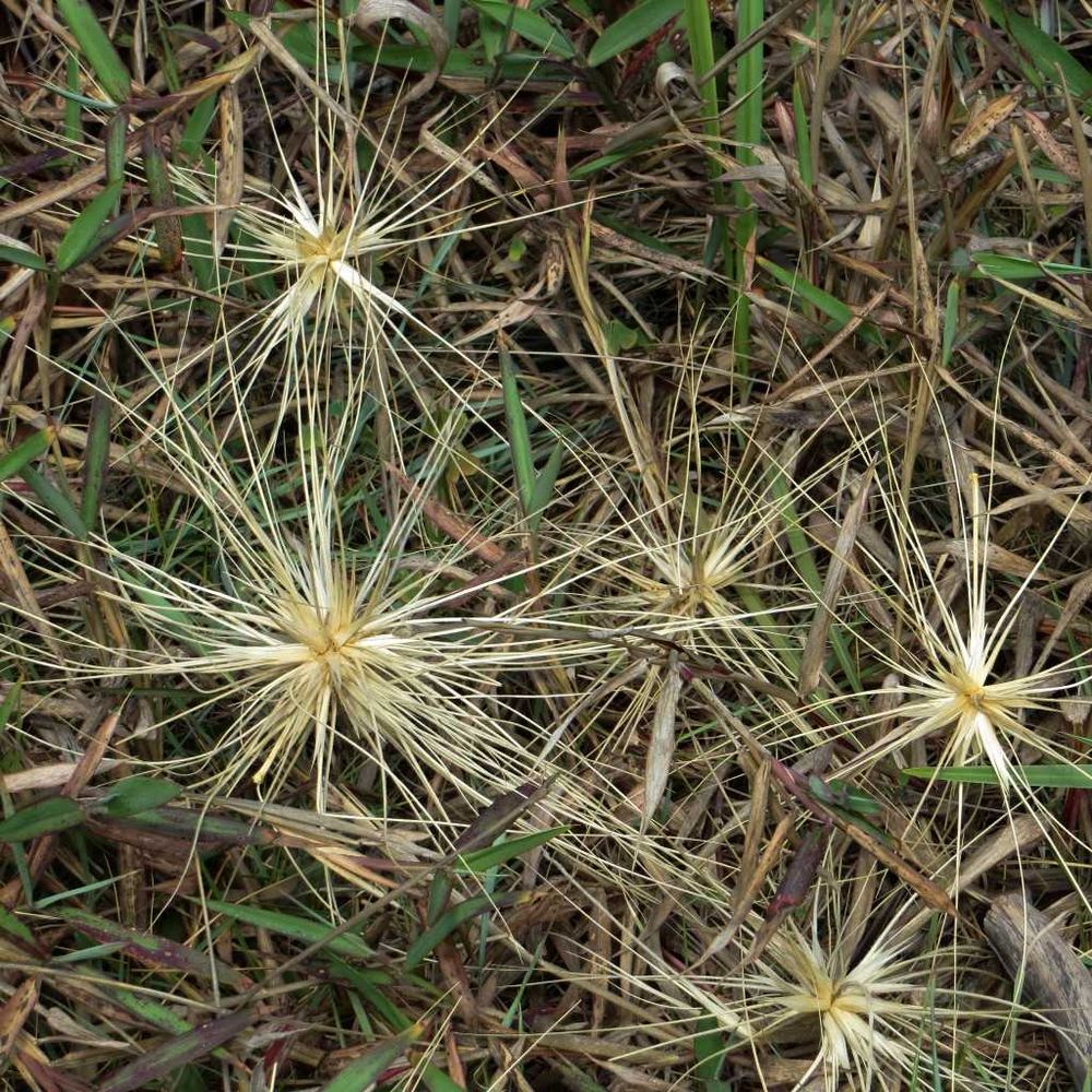 Cooloola City Farm - Dunes post image