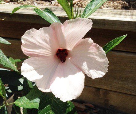 City Farm now only open three days a week post image