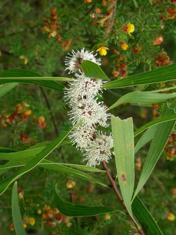 City Farm talks Hakea post image