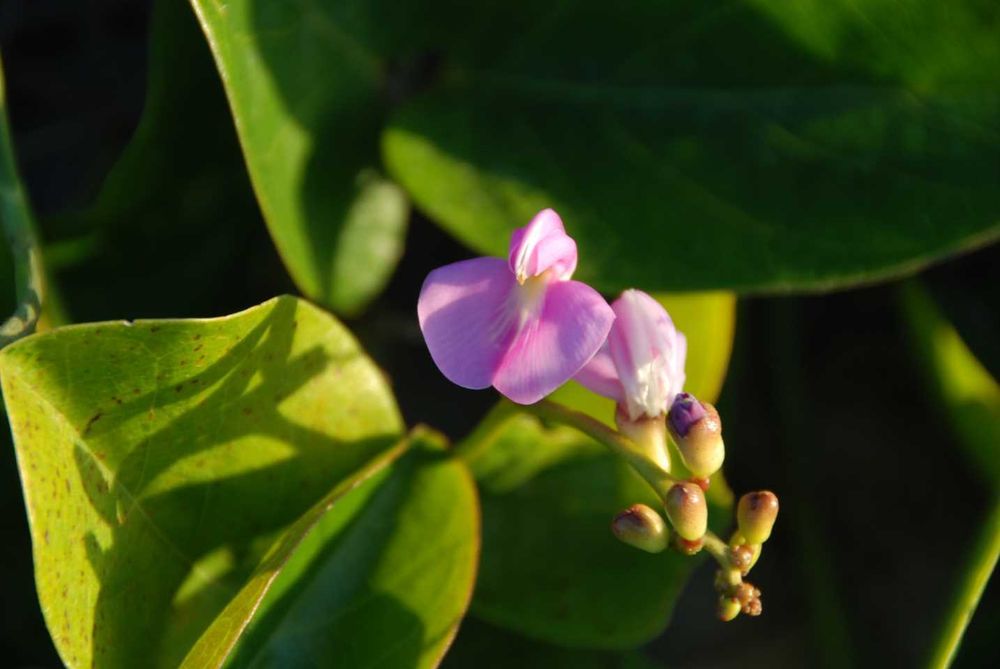 City Farm talks acacias post image