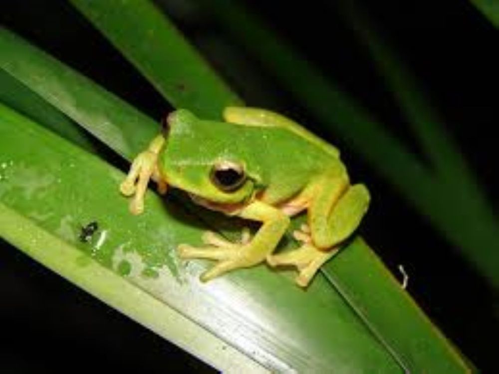 Cooloola City Farm - Frogs post image
