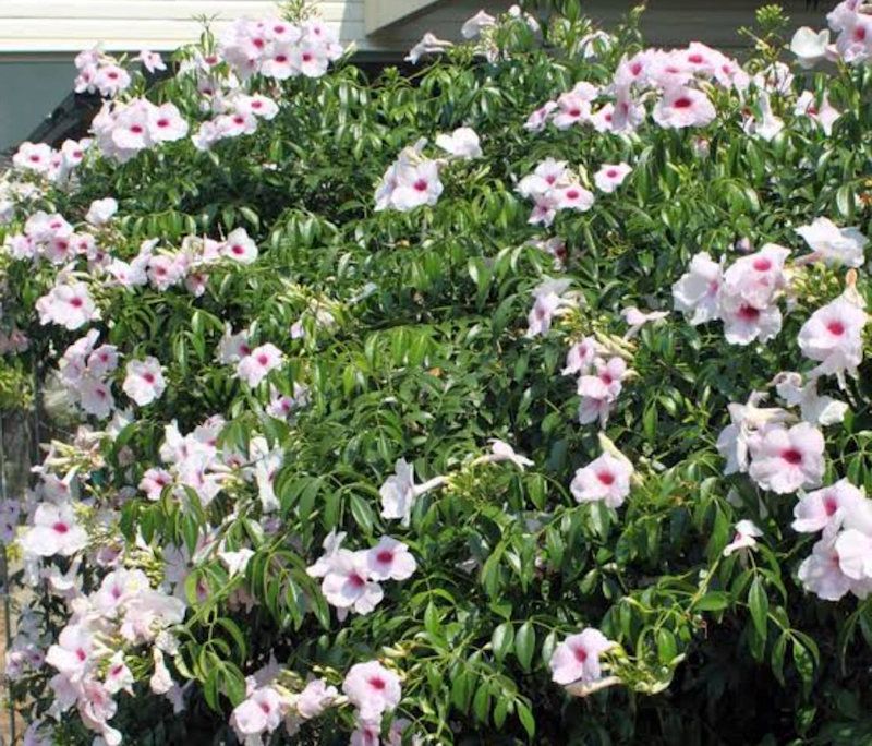City Farm Plant of the Month July 2023:  Pandorea jasminoides rosea post image