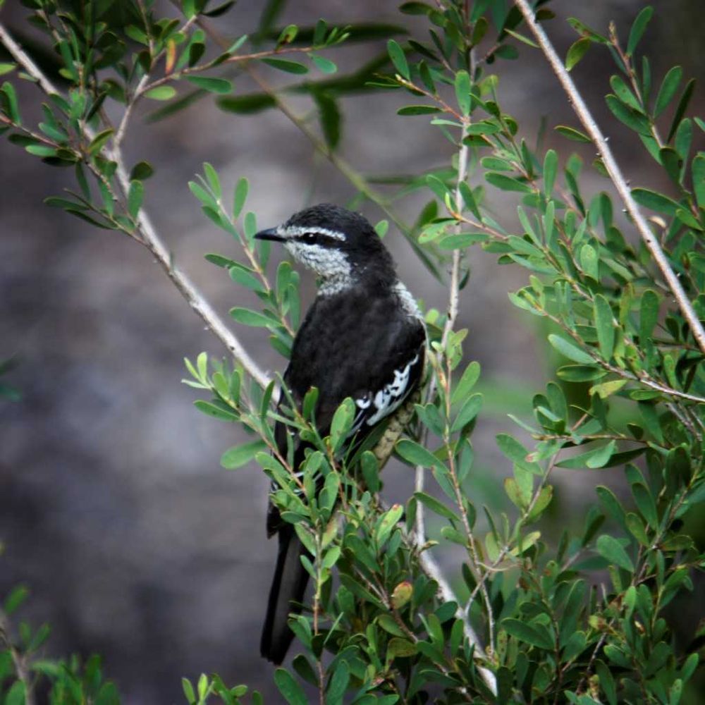 Cooloola City Farm - Native Birds post image