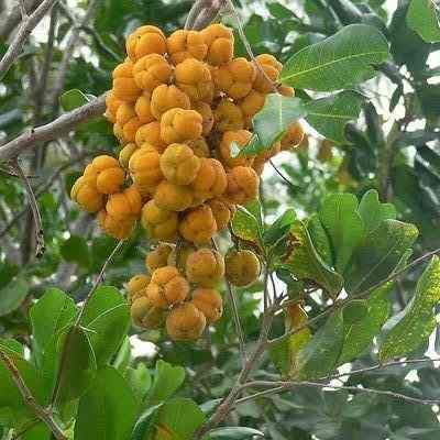 City Farm Plant of the Month - Tuckeroo (Cupaniopsis anacardioides) post image