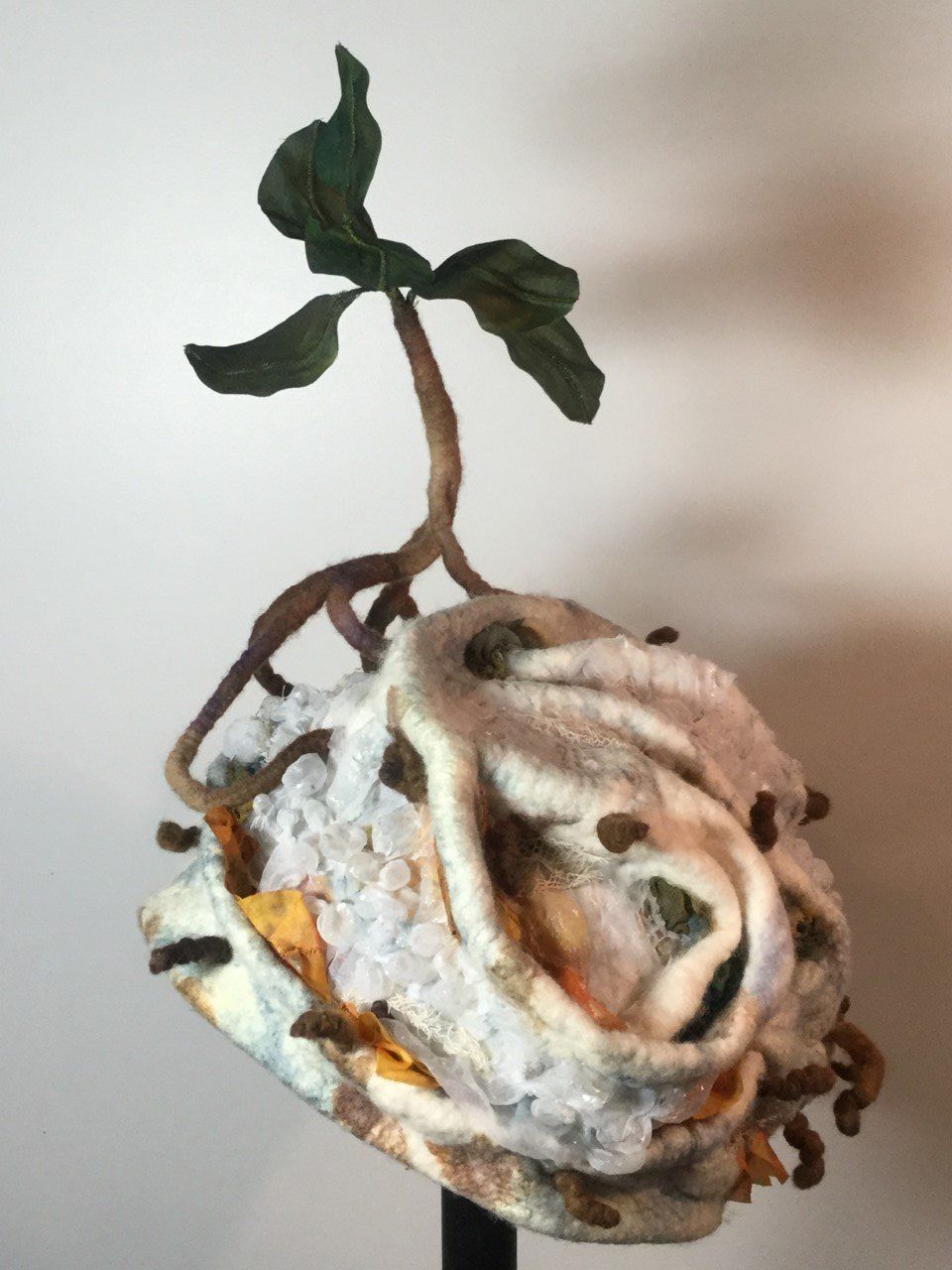 Cooloola Coastcare joins study on climate change post image