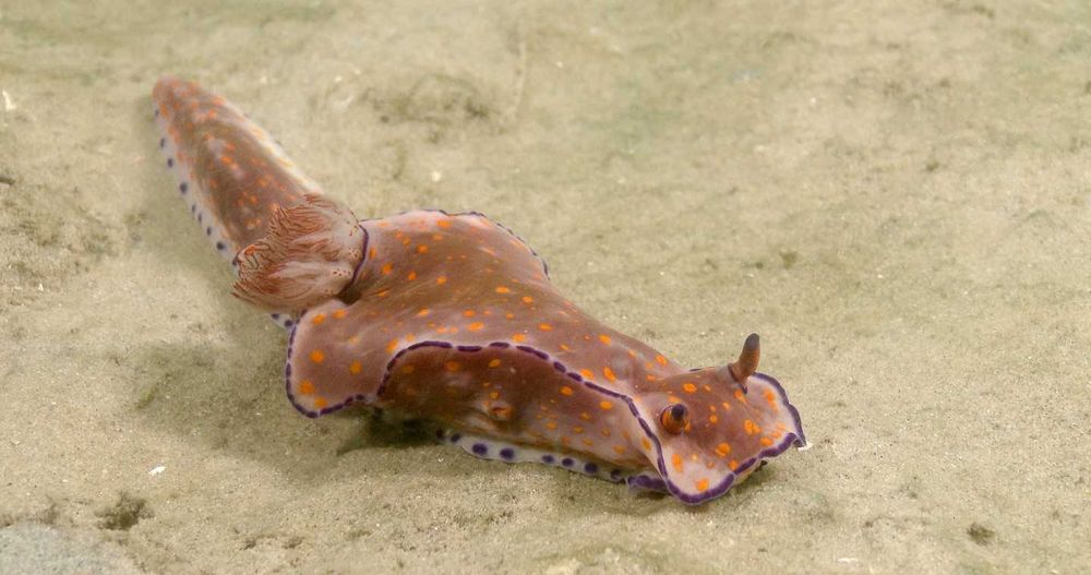 Wolf Rock Dive helps Coastcare's first underwater marine project post image