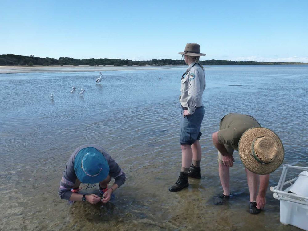 Seagrass monitoring at Inskip Point post image