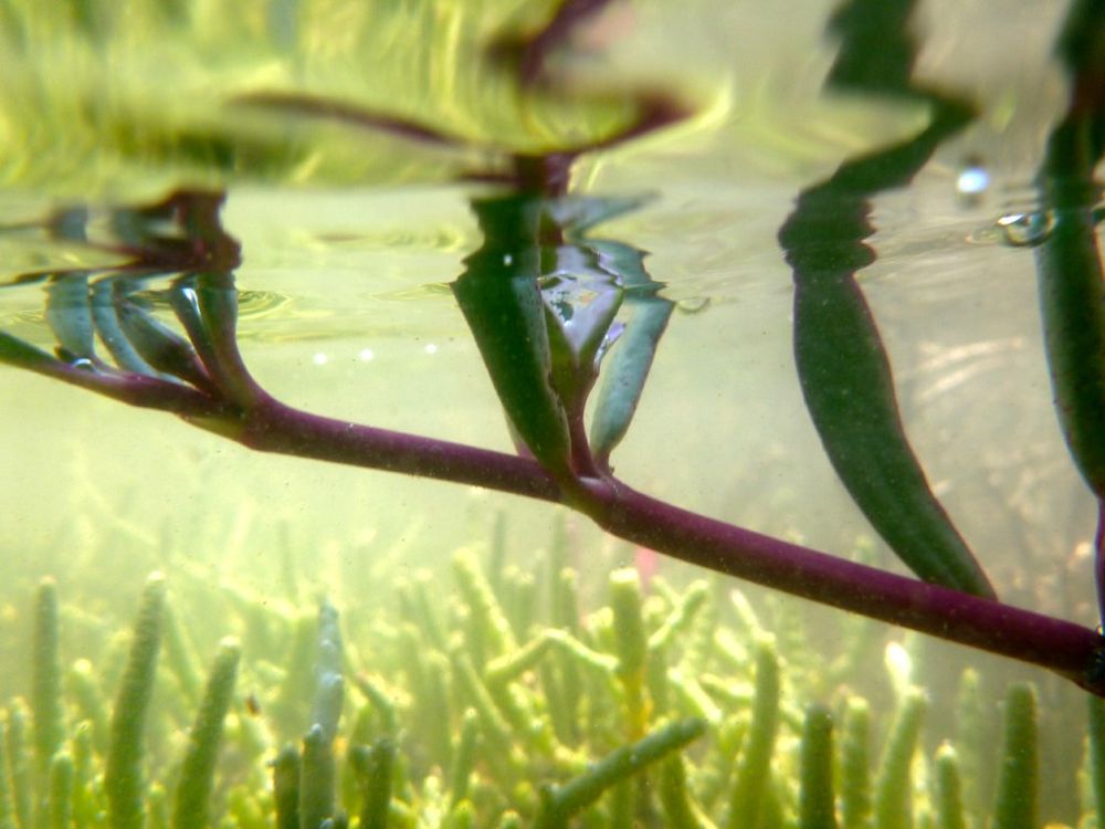 Celebrate World Wetlands Day post image