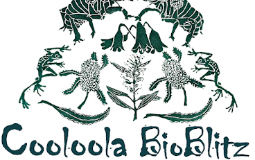 48 hours to discover Cooloola’s nature post image