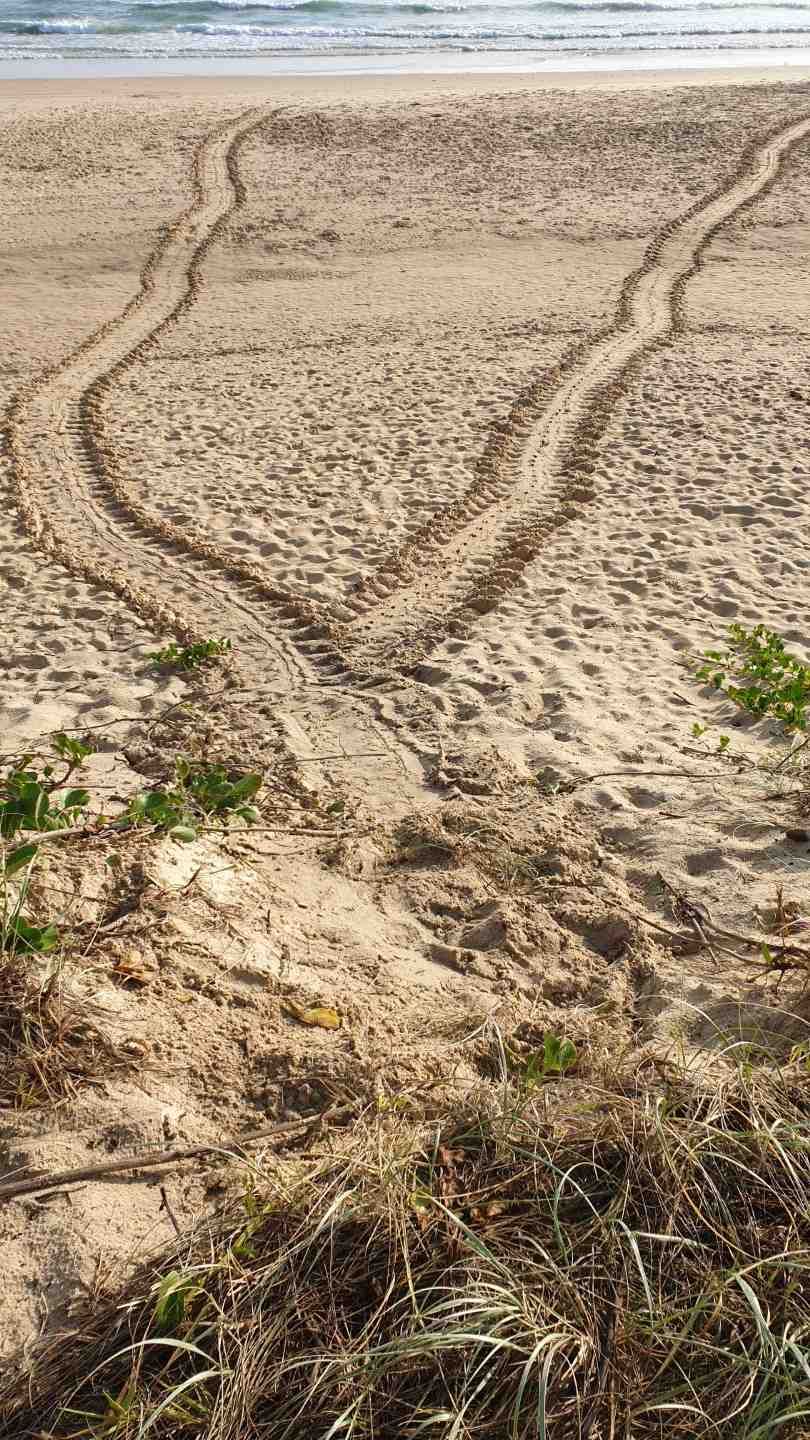 Wishing you a Very Turtle-y Christmas post image