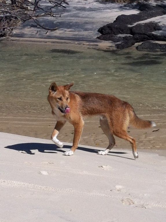 No bingo for the dingoes post image
