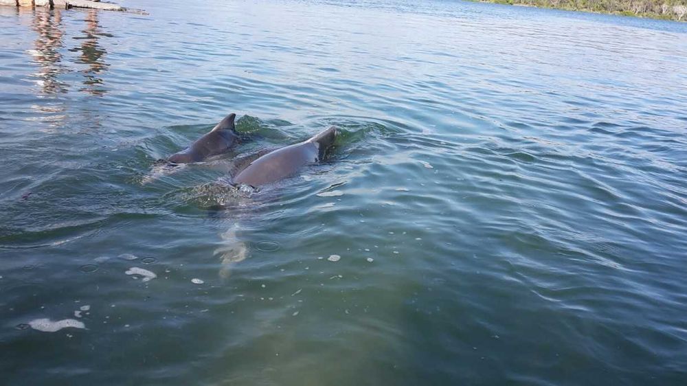 Dolphin volunteers 'watching their back' post image