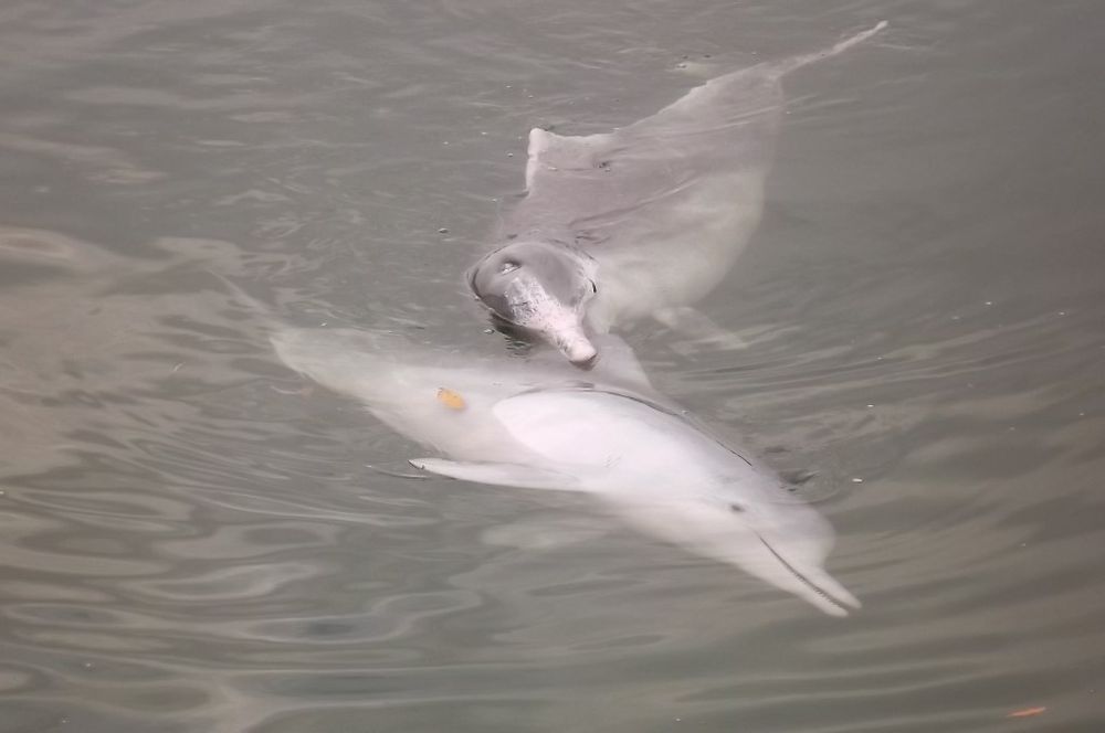 Dolphins an international attraction post image