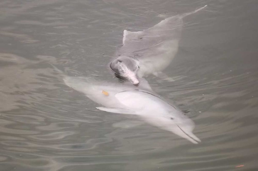 Dolphin Volunteers take a trip post image