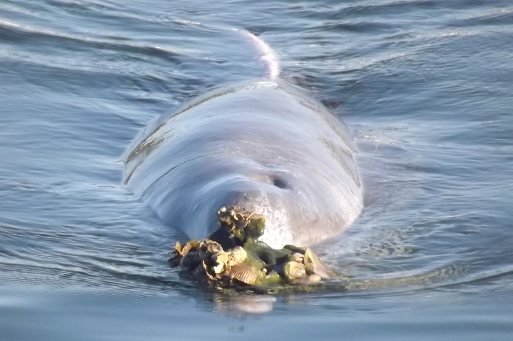 Dolphin report post image