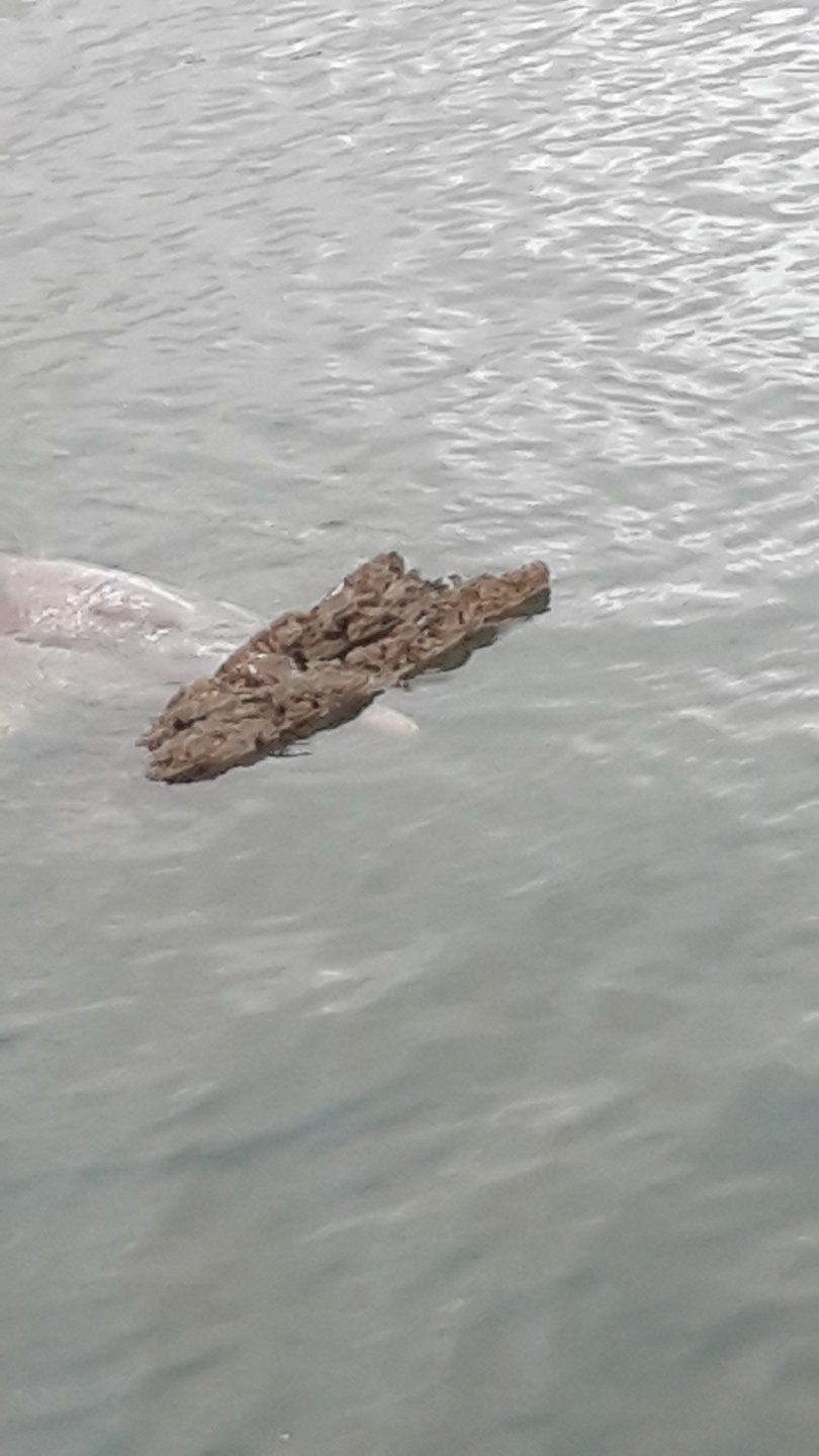 We protect our dolphins post image