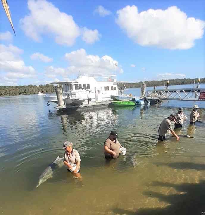 Dolphin News! post image