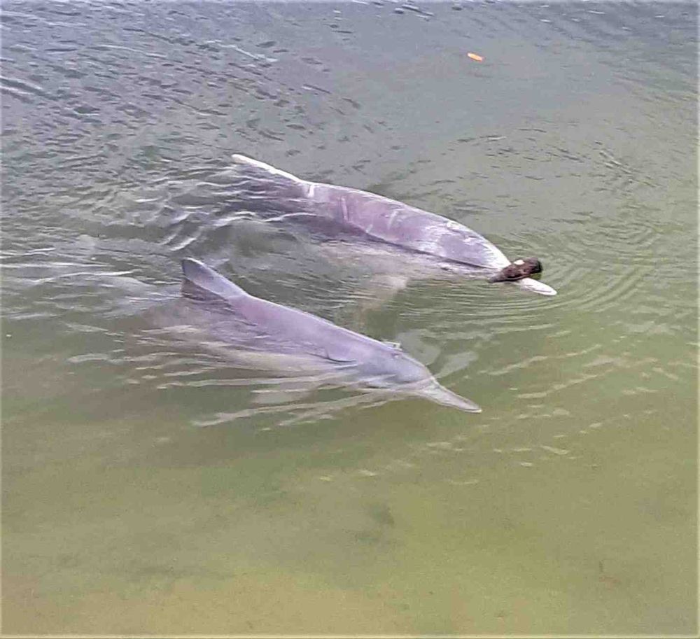 Who’s fed the dolphins? post image