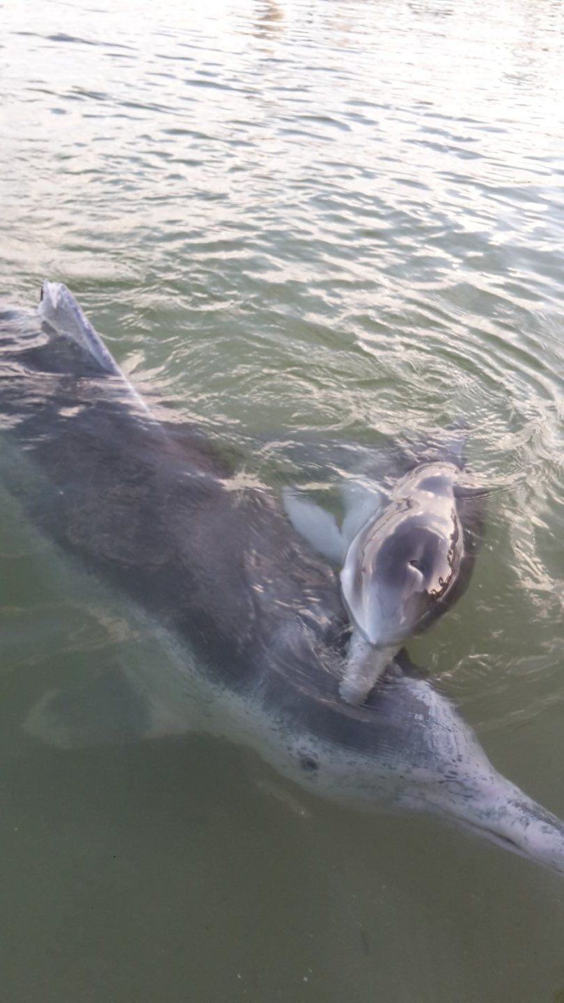 Dolphin visitors ticking off their bucket lists post image